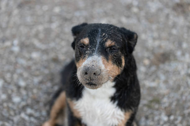 Dog looking at the camera with sand on his nose