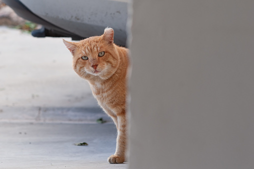 A ginger, orange and white, adult, feral street cat with ears pulled back in response to a threat of danger.