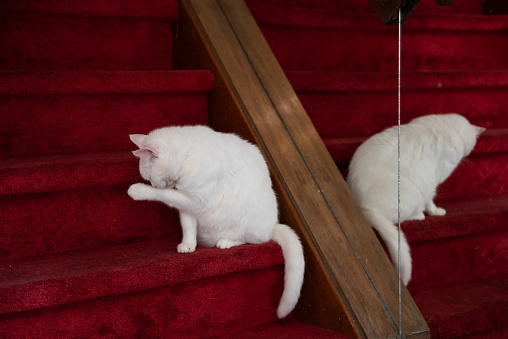 Pure white cat reflected in a mirror and sitting upright and washing paw and faceon a plush, red, carpeted staircase.