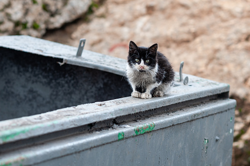Mangy, black and white, feral kitten sits on the edge of a green, metal garbage dumpster where it had been hunting for a meal.