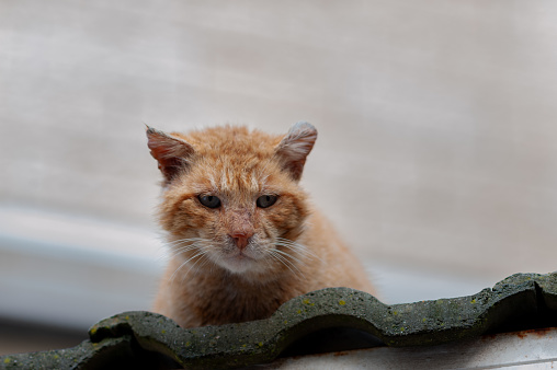 A ginger, orange and white, adult, feral street cat with ears pulled back in response to a threat of danger.