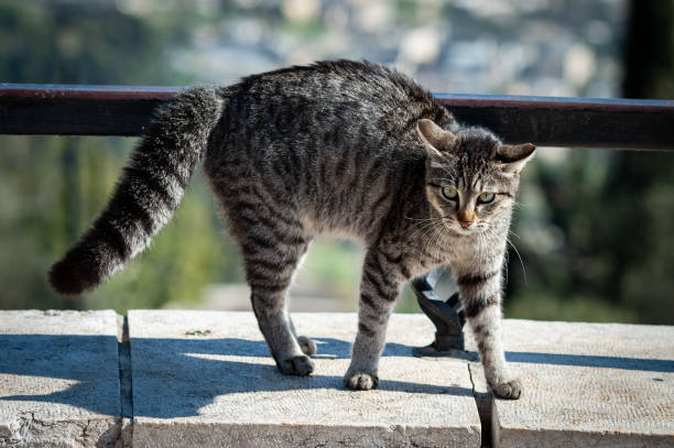 a feral street cat arching its back as a defense mechanism to ward off a threat of danger. - cat fight ストックフォトと画像