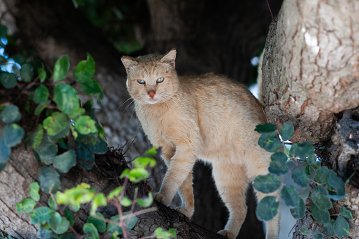 Orange and white, feral cat white green eyes and a red nose takes shelter from danger on a high tree branch.