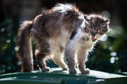 A young, mangy, dirty, grey and white feral street cat arching its back as a defense mechanism to ward off a threat.