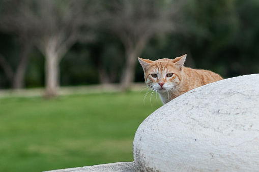 A ginger, orange and white, adult, feral street cat with ears pulled back in response to a threat of danger.