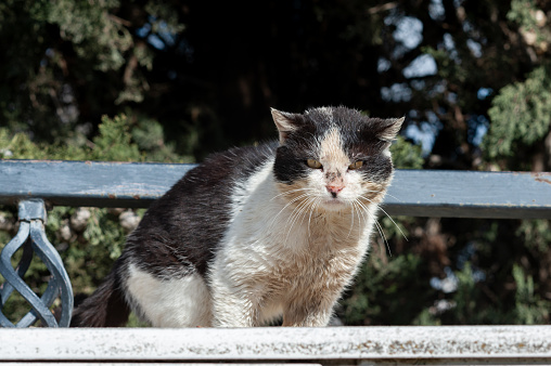 Closeup view of an isolated, dirty, mangy, black and white feral Jerusalem street cat looking down from a perch high on a stone wall.