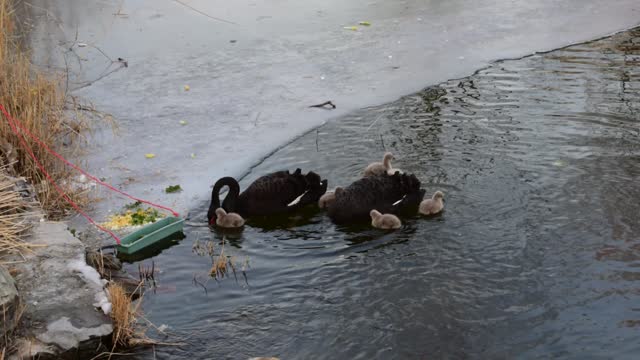 Video of Black Swan and Newborn Swan Eating in the Lake