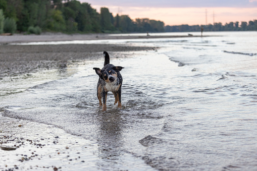 Dog shaking off after swimming, Appenzeller Sennenhund