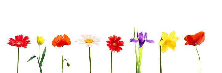 Set of colorful spring flowers in a row, including daisy, gerbera, tulip, iris, daffodil an poppy, isolated on white panoramic