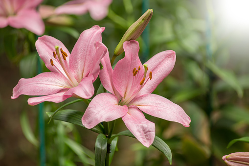 pink Lily flower in the garden