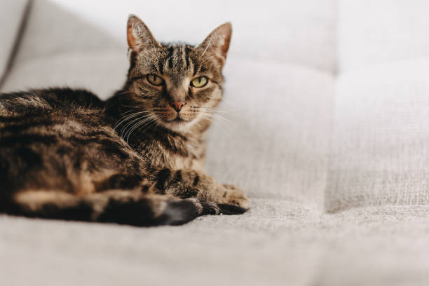 istock Brown cute cat relaxing on the sofa at home, pets 1919587196