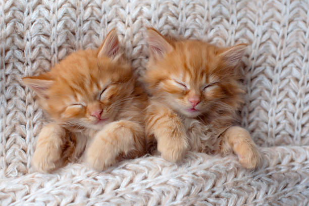 istock Cute little red kittens sleeps on fur white blanket 1919590918