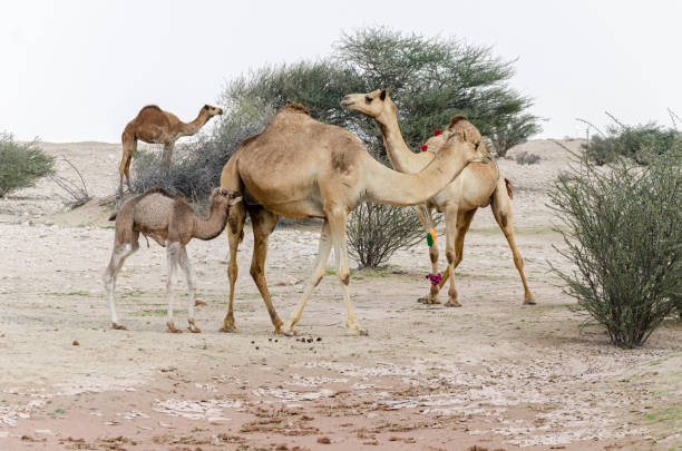 istock Camels grazing in the desert 1919596792