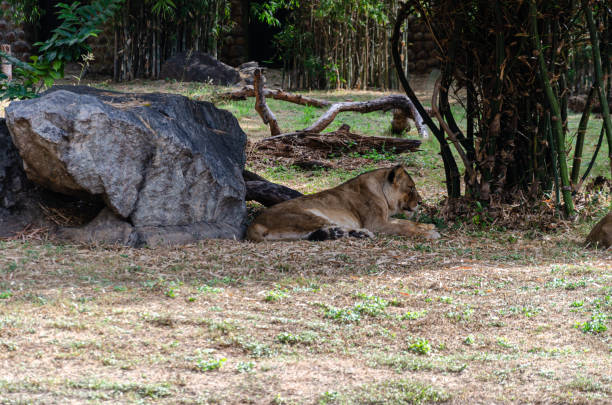 istock Lioness resting in a zoo 1919597851