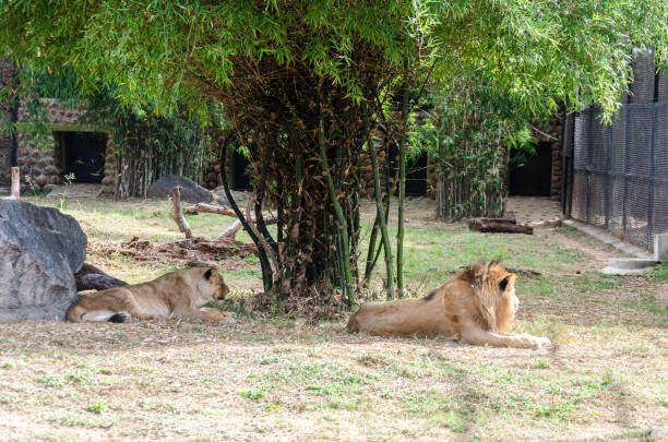 istock A pair of lions in a zoo 1919597855