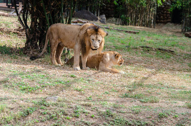 istock A pair of lions in a zoo 1919598377