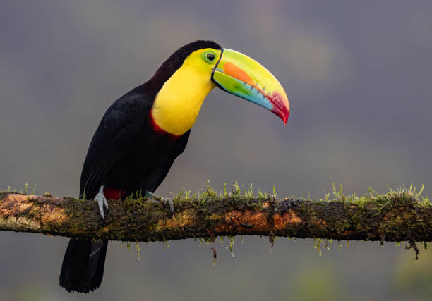 istock Toucan in Costa Rica 1919601661