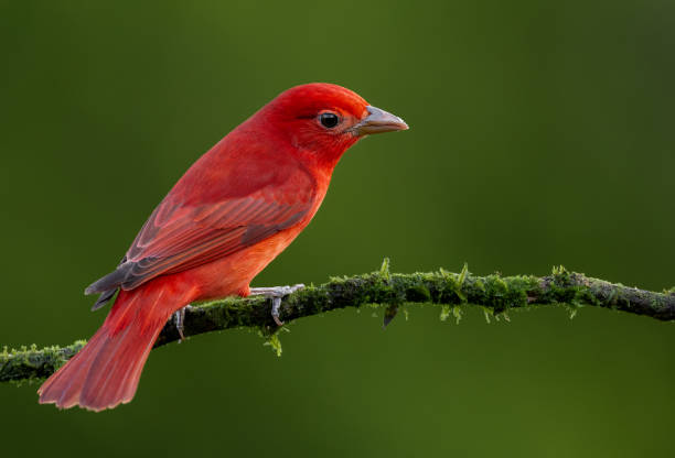 istock Summer Tanager in Costa Rica 1919601707