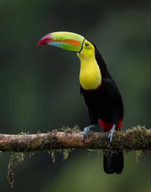 istock Toucan in Costa Rica 1919604361