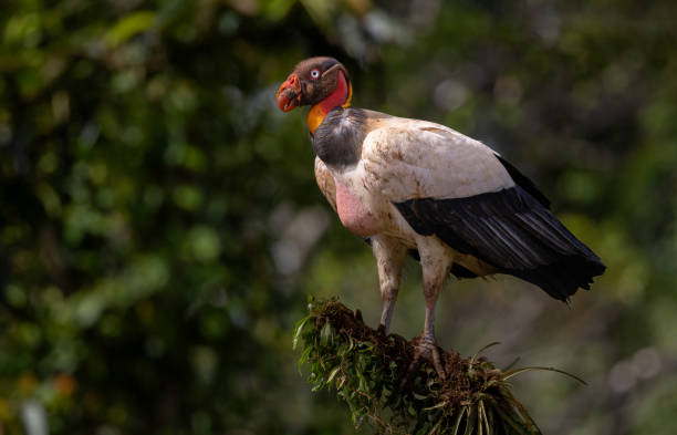 istock King Vulture in Costa Rica 1919605955