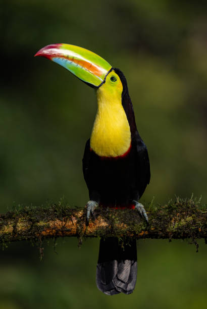 istock Toucan in Costa Rica 1919610198