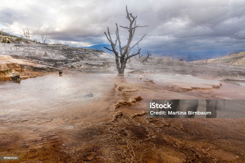 A dead tree in the sulphur springs of the Yellowstone National Park in the Mammoth Hot Springs area Mammoth Hot Springs Stock Photo A dead tree in the sulphur springs of the Yellowstone National Park in the Mammoth Hot Springs area Mammoth Hot Springs Stock Photo