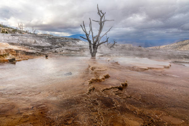 A dead tree in the sulphur springs of the Yellowstone National Park in the Mammoth Hot Springs area stock photo