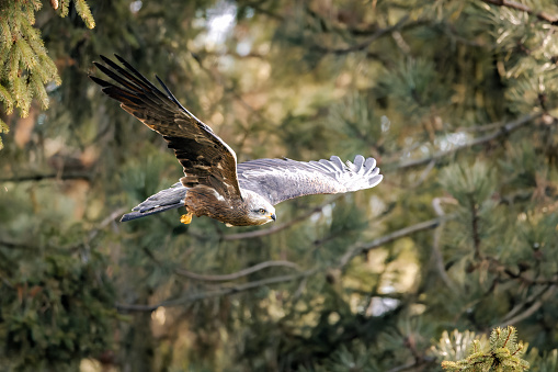 A closeup of a hawk soaring through a pine forest