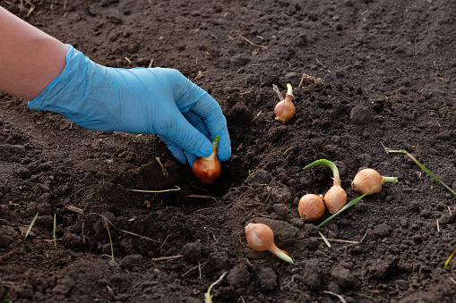 Garden tools and onion seeds for planting in the ground in the spring. Spring planting onions organically