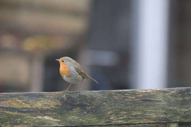 istock European robin perched on a wooden board 1919641832