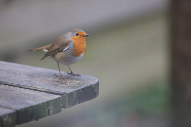 istock European robin perched on a wooden board 1919641851