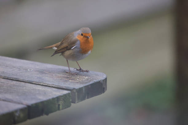 istock European robin perched on a wooden board 1919642365