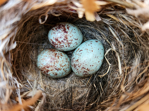 Bird eggs in nest.