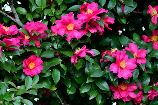 Camellia sasanqua, also known as sasanqua camellia, is a species of camellia native to Japan. It is densely branched, evergreen shrub and has attractive, dark green foliage with its white to red, 6-8 petaled, mildly aromatic flowers which are in bloom from late autumn to early winter (November to January). Each flower has a central mass of bright yellow-anther stamens.