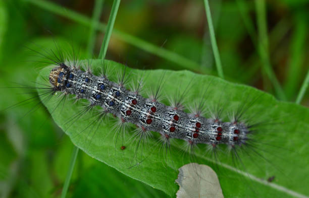 istock silkworm on the green leaf isolated close up 1919656072