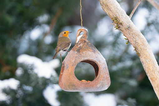 European robin perching on a terracotta bird feeder covered in frost.