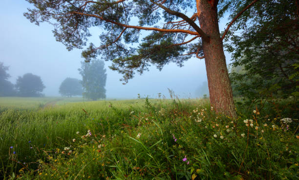 Misty morning. Trees on field against sky