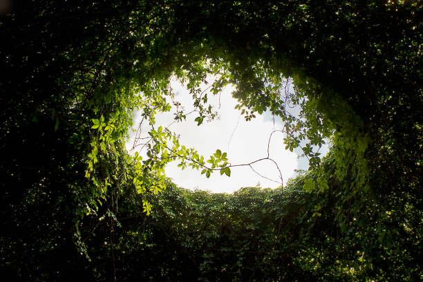 istock roof with a climbing plant 1919672849