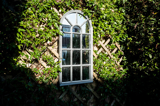Ornate garden mirror giving the illusion of a arched window seen against strong winter sun on a wall of grape vines.