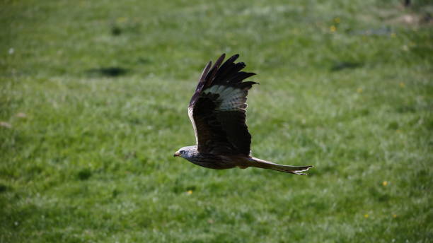 istock Red kites at a feeding station in Scotland 1919682782