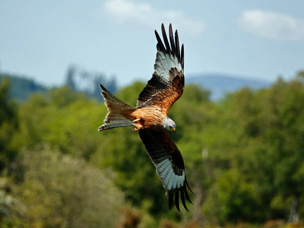 istock Red kites at a feeding station in Scotland 1919682793