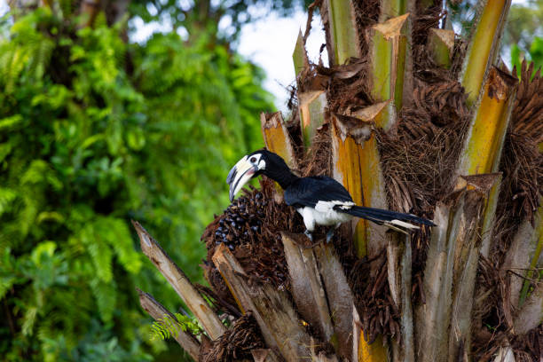 It eats the fruits in the palm tree