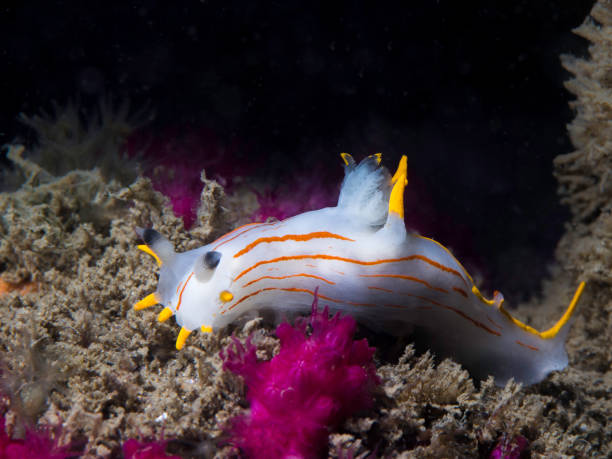 istock A beautiful Orange-stripe Crown Nudibranch (Polycera sp-b) 1919703191