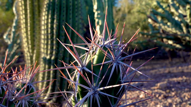 Cacti (Grusonia kunzei).  Long cactus spines close up. Arizona