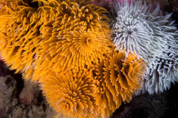 A few white and orange color Feather-duster worms or giant fanworms (Sabellastarte longa) together on the reef underwater