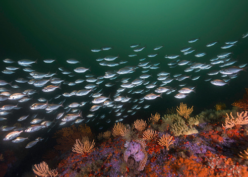 A school of silver shiny Hottentot fish (Pachymetopon blochii) swimming over the vibrant reef