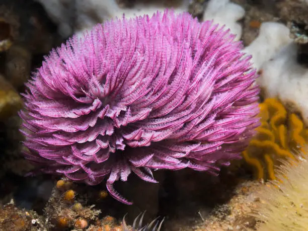 A purple color Feather-duster worm or giant fanworm (Sabellastarte longa) underwater