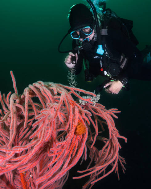istock A female scuba diver looking at a Basket Star 1919706396