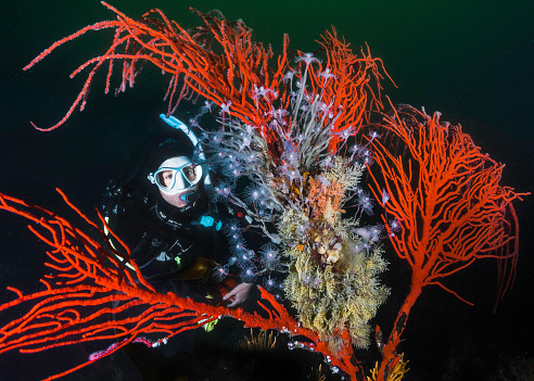 A female scuba diver looking at a large Palmate sea fan (Leptogoria palma) with a colony of Tubular hydroids (Tubularia warreni) growing on it underwater