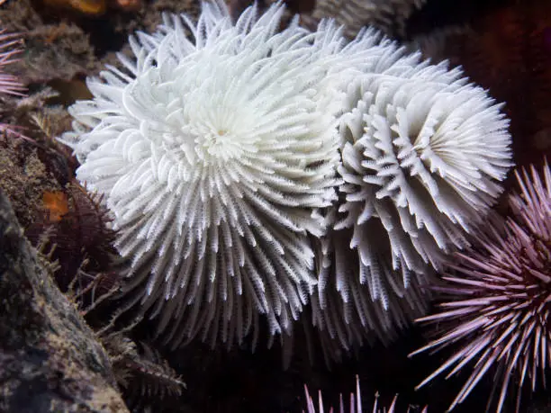 A white color Feather-duster worm or giant fanworm (Sabellastarte longa) underwater